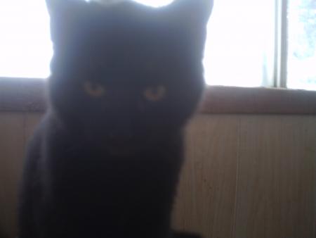 mon minou